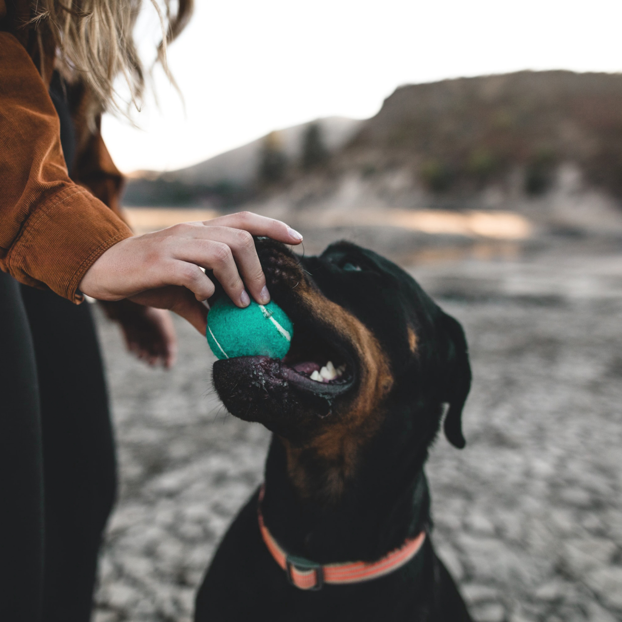 Ball training devices: a comprehensive study by Highland Canine Training