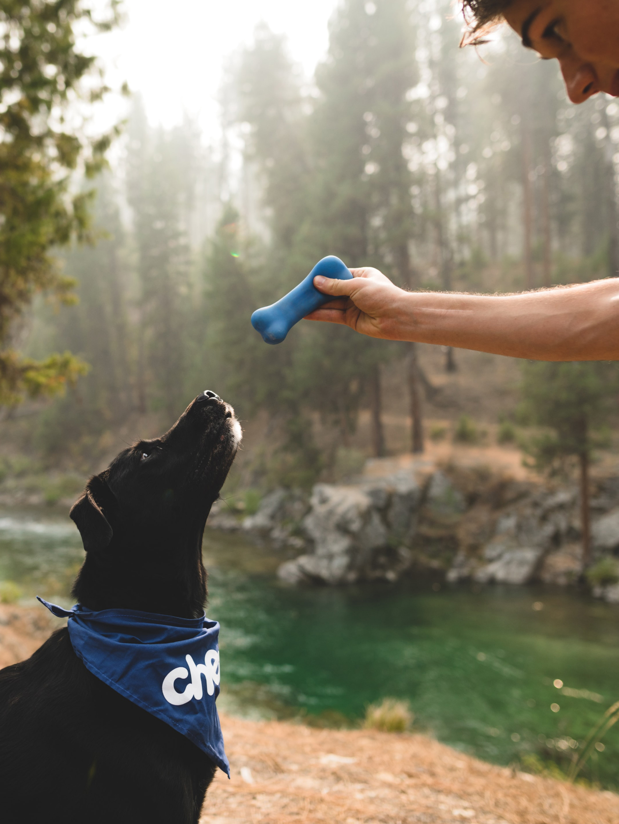 Four reasons to start scent work training with your dog.