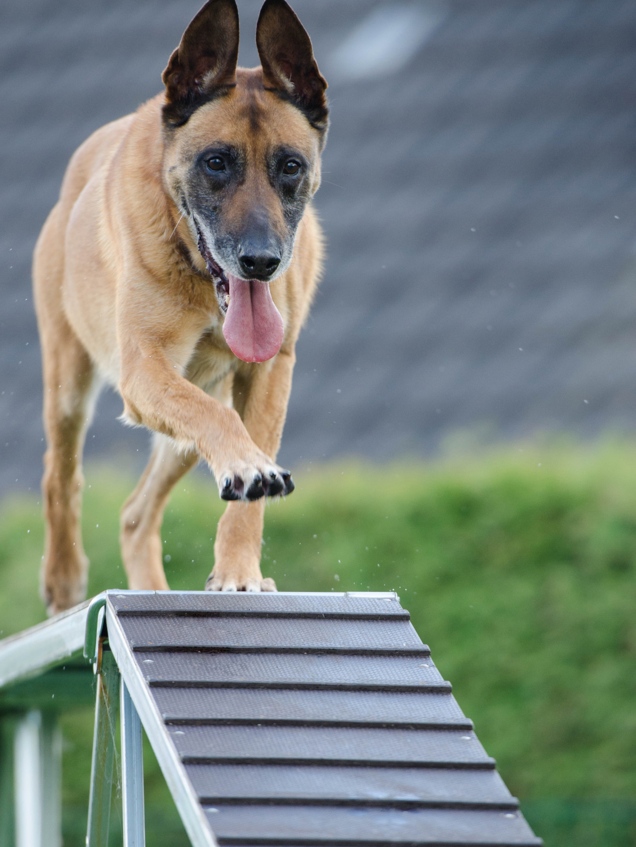 Dog training equipment: what do you need? Success in dog training.